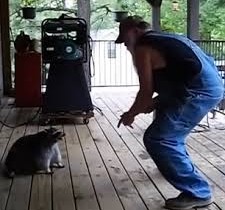 Dances with Coons